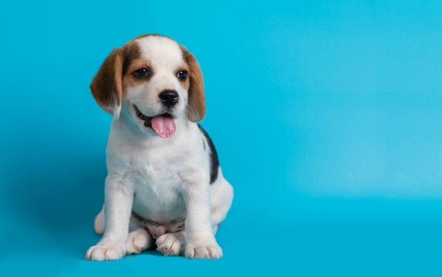 Beauty Pet Care - Foto 1
