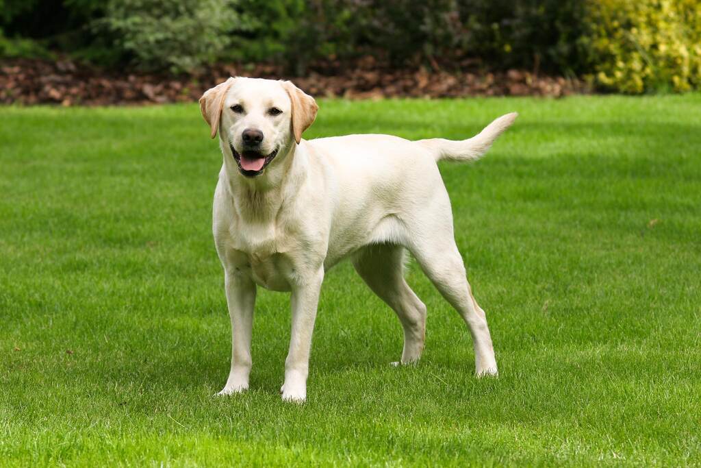 Beauty Pet Care - Foto 2