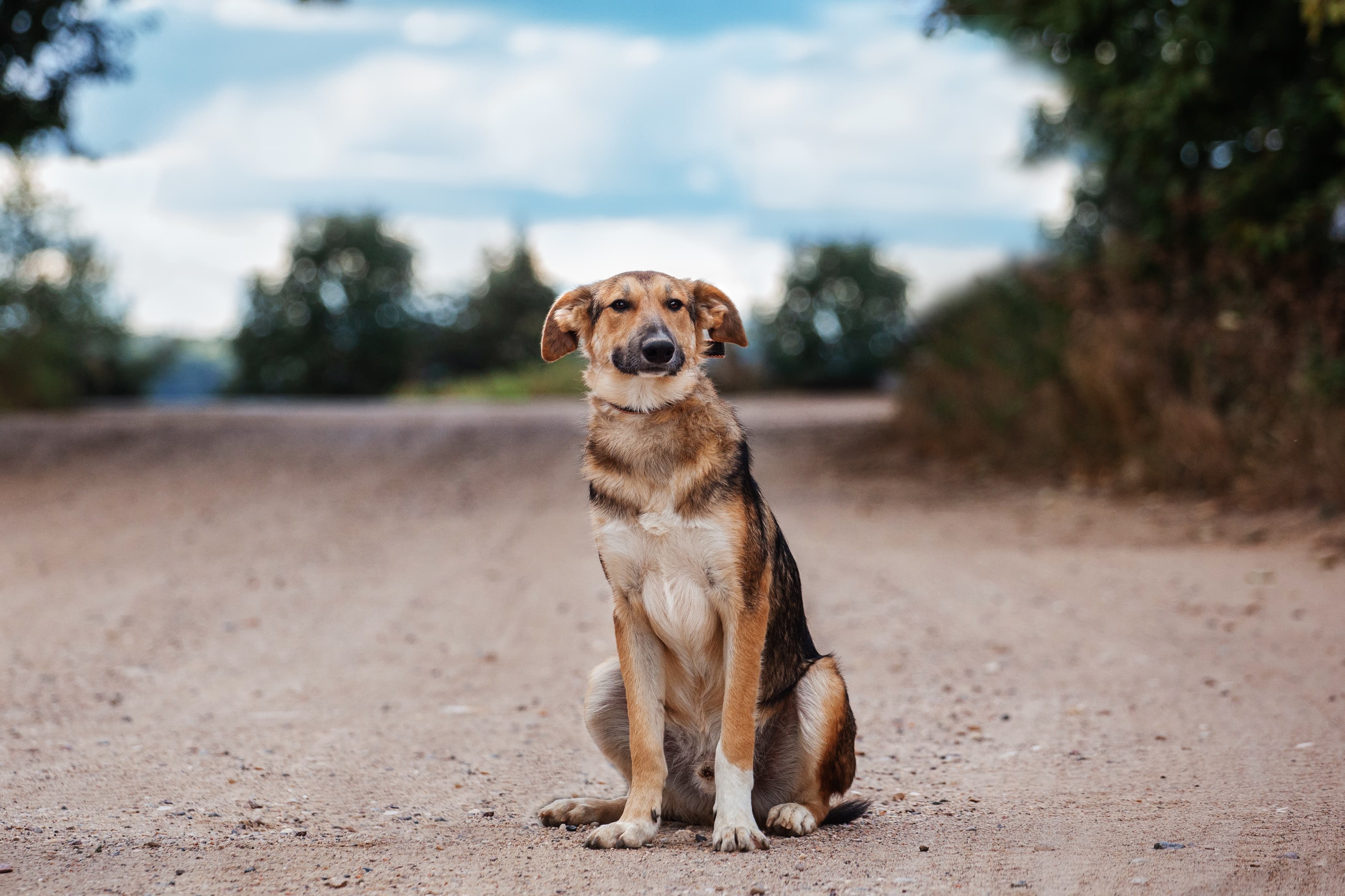 Beauty Pet Care - Foto 3