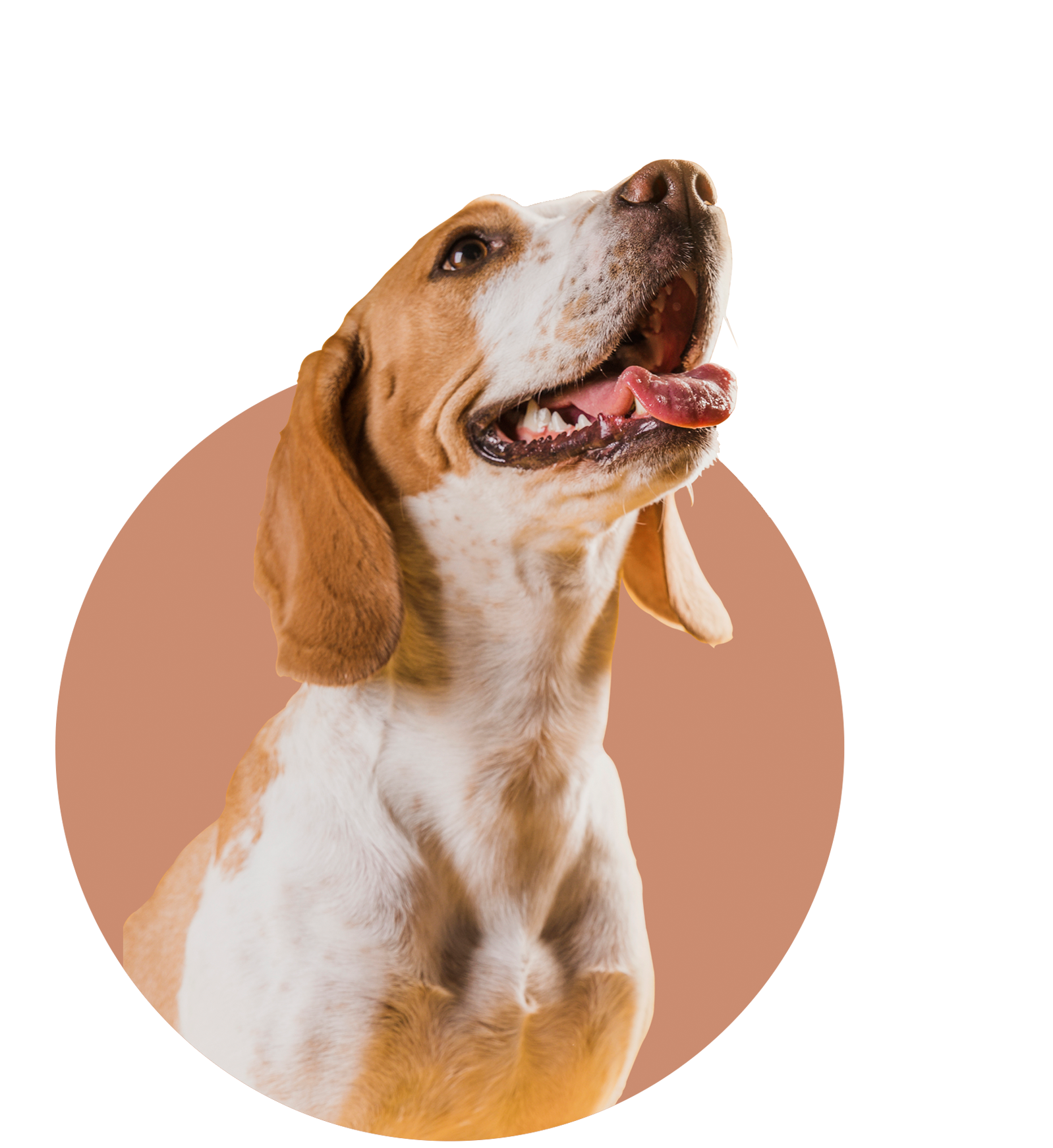 Pet feliz